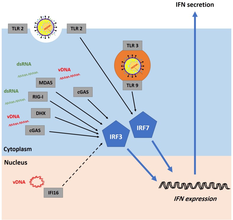 FIGURE 4