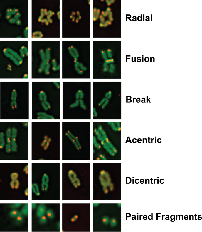 Figure 5—figure supplement 1.