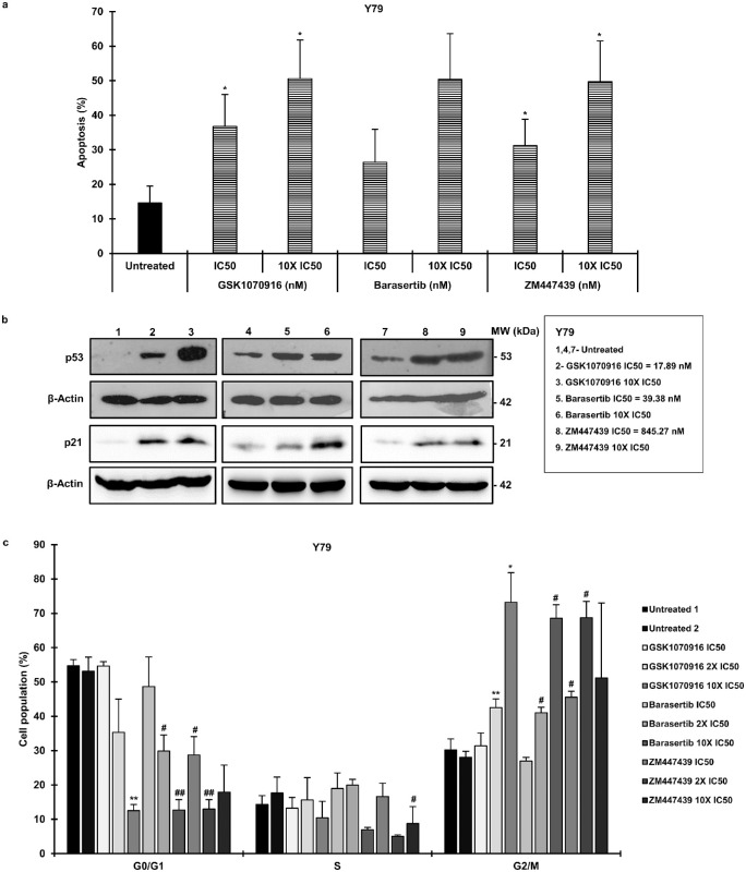 Aurora Kinase B Expression, Its Regulation and Therapeutic Targeting in ...