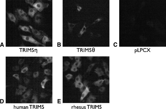 FIG. 7.