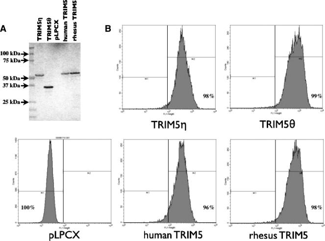 FIG. 6.