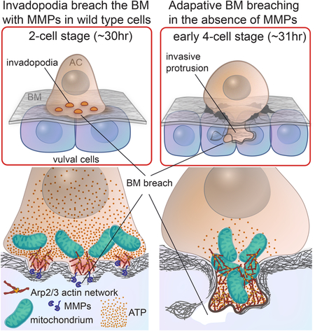 graphic file with name nihms-1517997-f0001.jpg