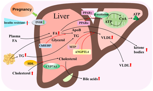 Figure 4