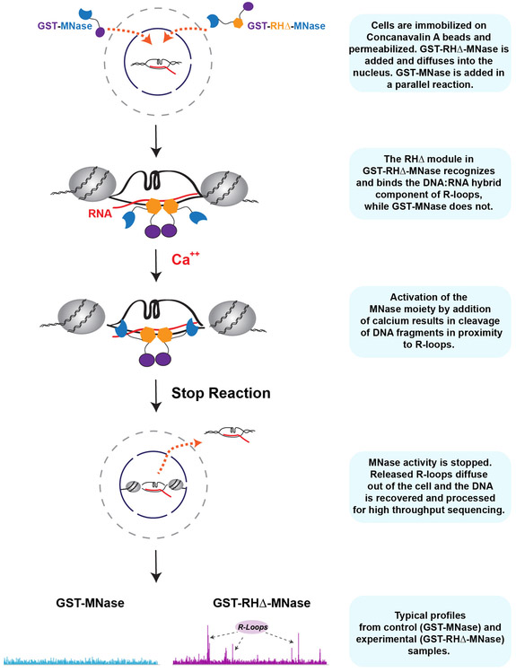 Figure 1: