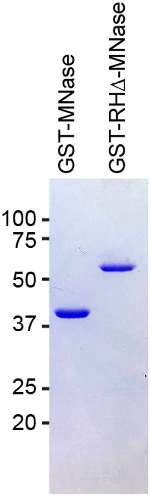 Figure 2: