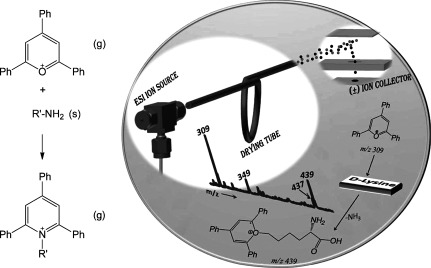 Fig. 5. Left: General reaction scheme depicting the heterogeneous Katritzky reaction. Right: Schematic representation of atmospheric pressure ion/surface reactions between 2,4,6-triphenyl-pyrylium cations impinging on a surface bearing d-Lysine. Mass spectra were recorded in the positive and negative ion modes for each soft-landed chemical species. Adapted from ref. 64 with permission. © 2011 American Chemical Society.