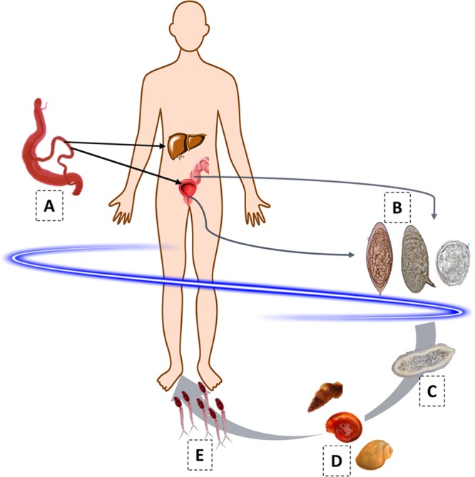 FIG 1