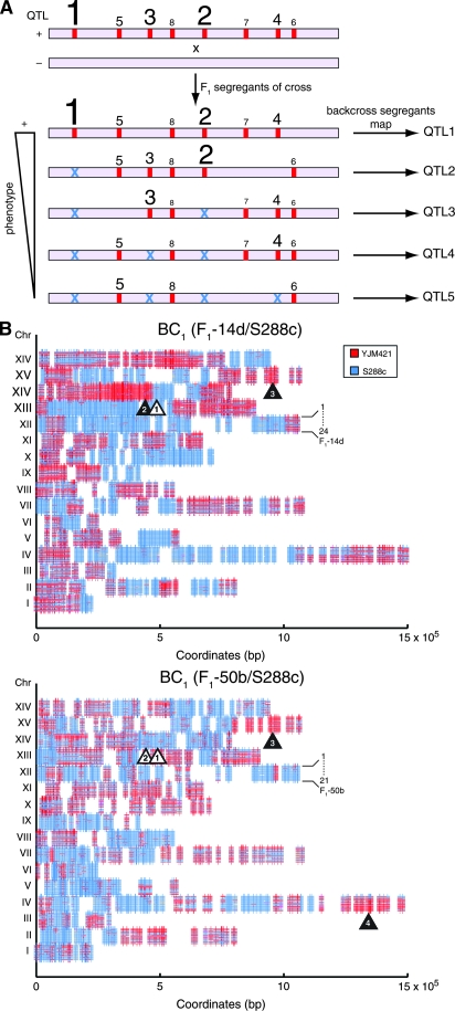 Figure 2.—