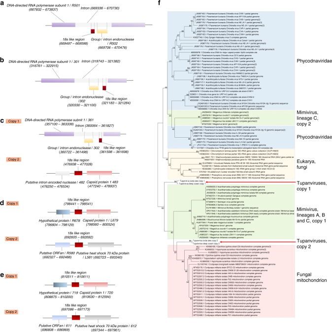 Tailed giant Tupanvirus possesses the most complete translational ...