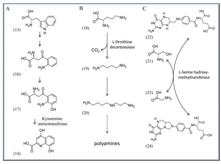 Scheme 2