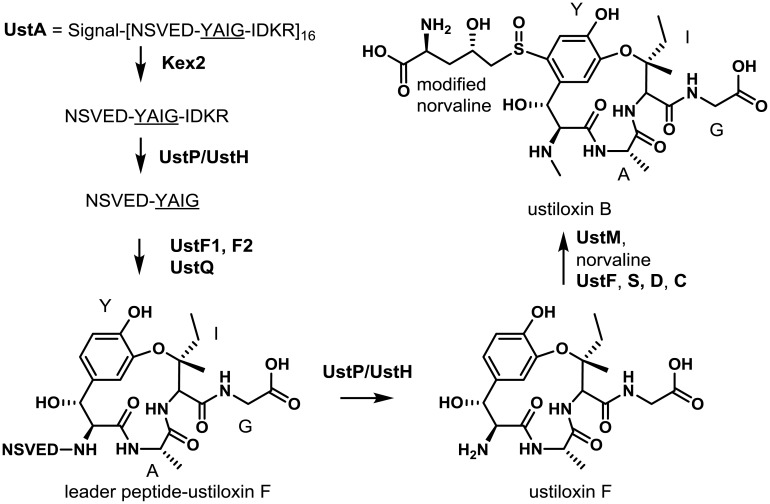 Fig. 8