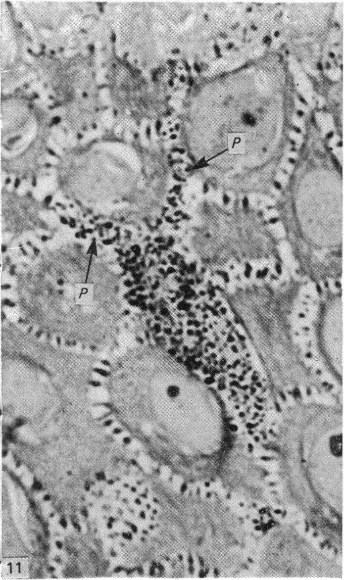 Fig. 11