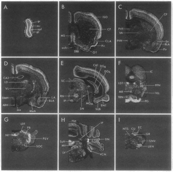 graphic file with name pnas01141-0060-a.jpg