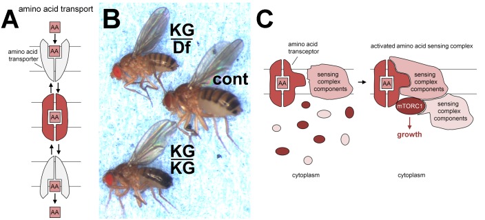 FIGURE 1