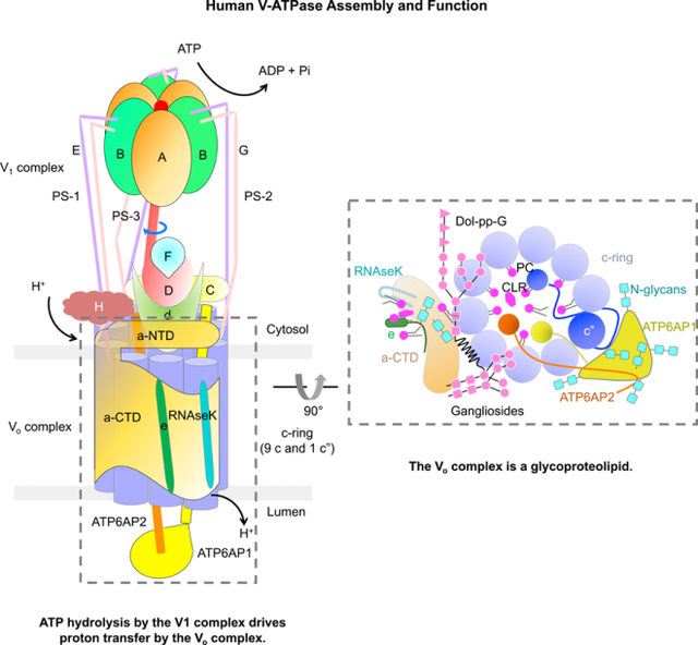 graphic file with name nihms-1635004-f0001.jpg