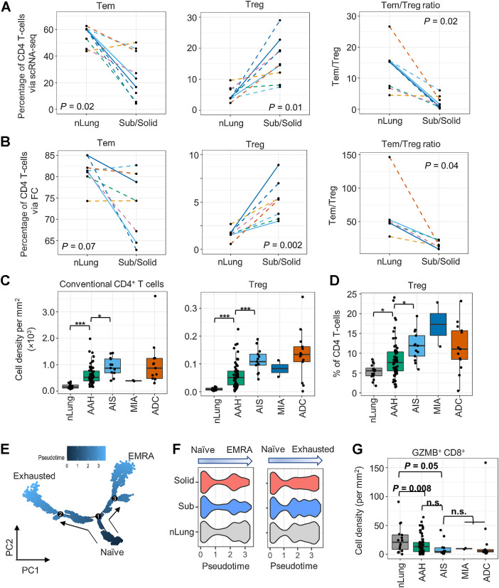 Figure 3. Profiles of the CD4+ T-cell subsets in subsolid nodules. A and B, The percentage of CD4+ T cells identified as Tem and Treg cells and Tem:Treg ratio in each sample (dot) via scRNA-seq (A) and FC (B) in the perspective cohort. Line patterns indicate the nLung-subsolid (dashed) and nLung-solid (solid in A and B) relationships from the same patients. C and D, Densities of conventional CD4+ and Treg (C) and percentage of Treg to total CD4+ T cells (D) evaluated by MIF staining in tissue areas (dot) associated with histology (x-axis) in the retrospective cohort. E, Illustration of CD8+ T-cell differentiation pathways inferred by Monocle. F, Distribution of pseudotime scores (x-axis) in tissue types (y-axis) for each differentiation path. G, Density of GZMB+CD8+ T cells in tissue area (dots) associated with histology (x-axis) in the retrospective cohort. n.s., nonsignificant.