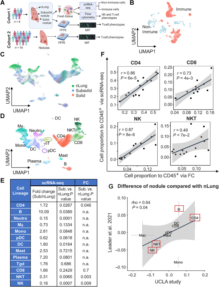 Figure 1. Single-cell transcriptional profiling of human immune cells in lung nodules and associated normal lung tissue. A, Schematic of cohorts and assays used in this study. B, UMAP plot of immune (red) and nonimmune cells (light blue). C and D, UMAP plot visualizing immune cell clusters colored by tissue types (C) and cell lineages (D), including NK, NKT, CD8, CD4, γδT, B, plasma, mast, DC, pDC, macrophages (MΦ), monocytes (Mono), and neutrophils (Neutro). E, Summary of fold change and their statistical P values between subsolid nodules and nLung for each cell lineage based on scRNA-seq and FC. P values were calculated by the LME model. The abundance of myeloid and B cells was not subjected to assessment (n.a.) by FC. F, Correlation of relative abundance of T (CD4+, CD8+, and NKT) and NK cells identified by scRNA-seq and FC. G, Difference between Stage I tumor (subsolid and solid nodules) and nLung in the UCLA (x-axis) and Leader and colleagues (9) studies (y-axis). Crosses represent mean ± SEM. Red boxes emphasize top lineages altered in both cohorts. (A, Created with BioRender.com.)