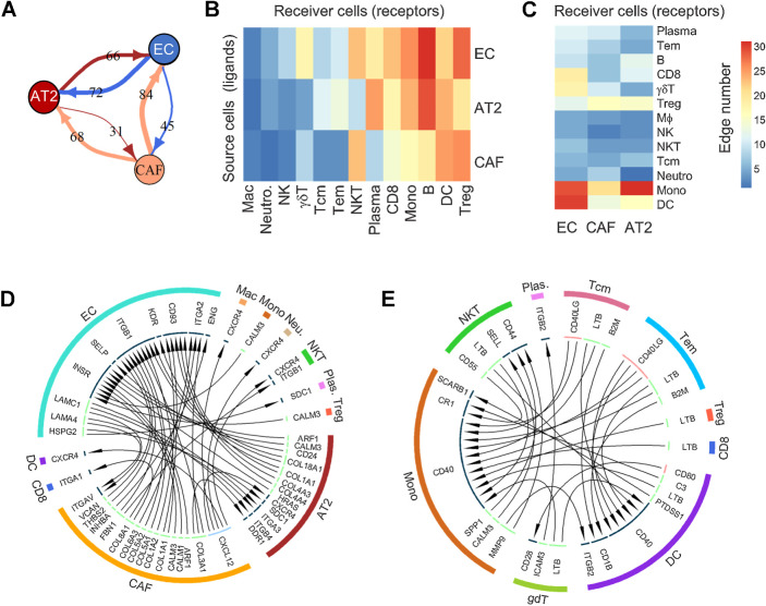 Figure 6. Analysis of ligand–receptor interactions between different cell types. A, Interactions among nonimmune cells. Values on lines indicate the number of activated LR interactions in nodules by comparing their scores to that of nLung. B and C, Heat maps illustrating the number of unidirectional interactions from nonimmune to immune cells (B) and vice versa (C) activated in nodules compared with nLung. Rows indicate the source cells expressing ligand, whereas columns represent receiver cells expressing receptor genes. D and E, Circos plot illustrating the unidirectional LR interactions among non- and immune cells (D) and among immune cells (E) due to the differentially expressed ligands and receptors between nodule and nLung in the indicated cell types.