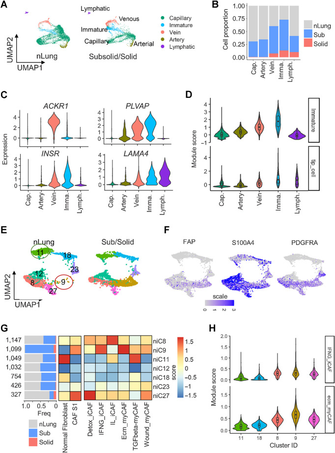 Figure 5. Cancer-associated endothelial cells and fibroblasts enriched in subsolid nodules. A, UMAP plot visualizing the distribution of five EC subtypes in nLung and subsolid/solid nodules. B, Proportion of EC subtypes in nodules and normal lung. Cap, capillary; Imma, immature; Lymph, lymphatic EC. Color indicates tissue type. C, Expression of top DEGs in cancer-associated clusters C14 and C15 compared with other EC clusters. D, Violin plots of module scores of cancer-associated immature stalk and tip-like signatures in EC clusters. E, UMAP plot visualizing seven fibroblast clusters in nLung (left) and subsolid/solid nodules (right). F, Expression of CAF subtype 1 (CAF-S1) markers in fibroblast clusters. G, Fibroblast clusters characterized by tissue-based contribution (left) and gene modules associated with normal fibroblasts, immune regulating CAF-S1 (middle), and six CAF-S1 subgroups (right). The horizontal bar plot (left) indicates tissue type proportions in each cluster. Heat maps represent average scores of gene modules (columns) in clusters (rows). H, Violin plots illustrating the distribution of ecm-myCAF and IFNG-iCAF signature scores in clusters expressing markers associated with normal fibroblast (niC11 and niC18) and immune-regulating CAF-S1 (niC8, 9, and 27).