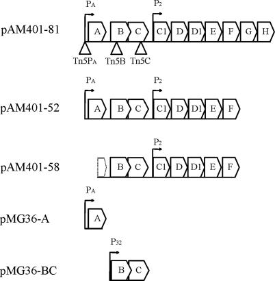 FIG. 1.