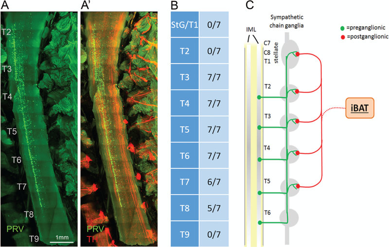 Figure 6.