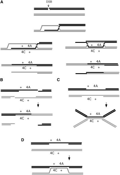 Figure 6.—