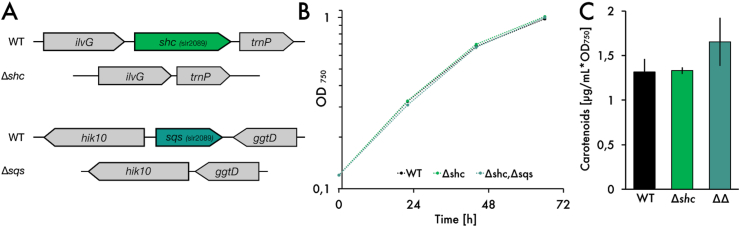 Metabolic Engineering Of Synechocystis Sp PCC 6803 For The Photoproduction Of The Sesquiterpene