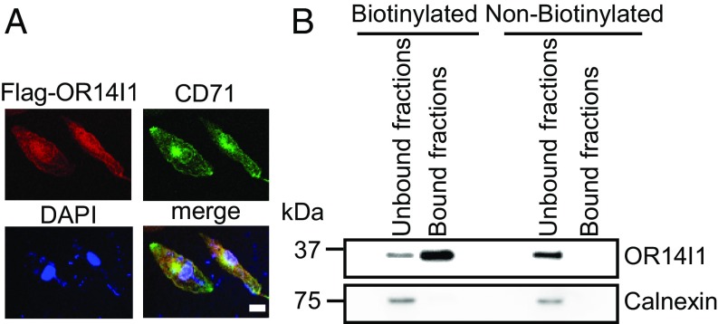 Fig. 2.