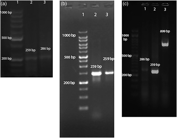 FIGURE 1