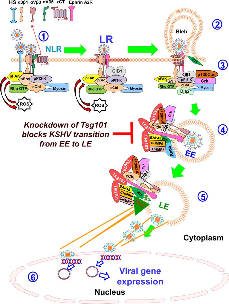 Fig 11