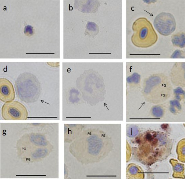 Fig. 8.