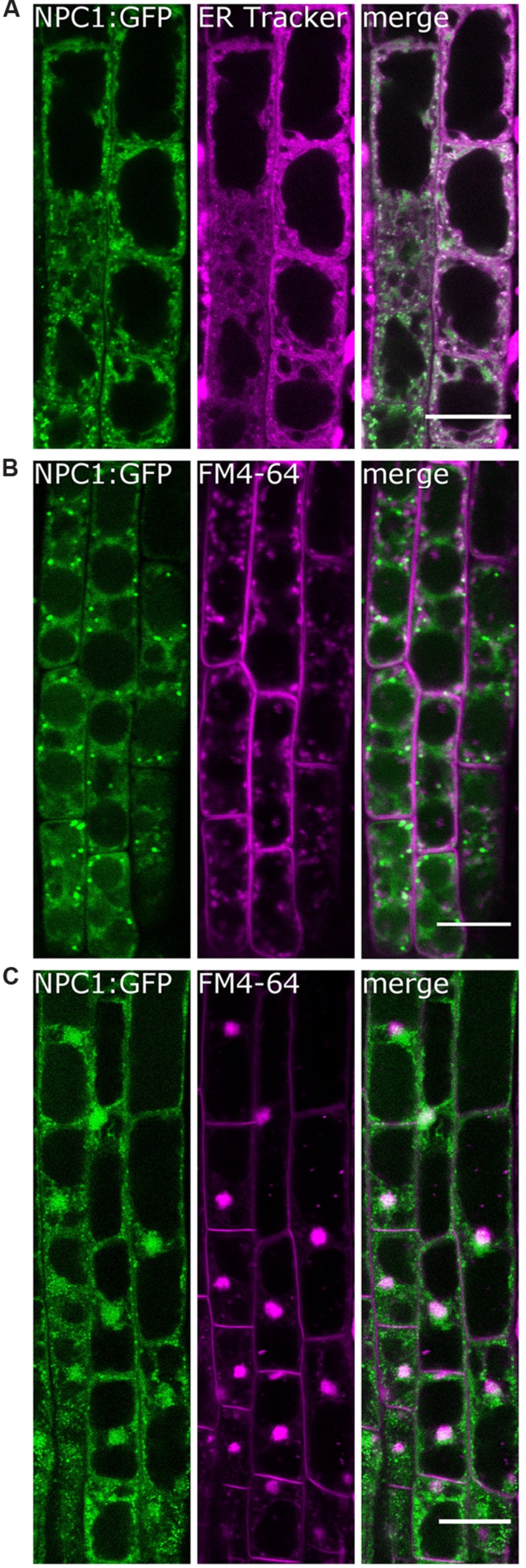 FIGURE 3