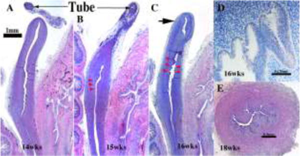 Figure 12