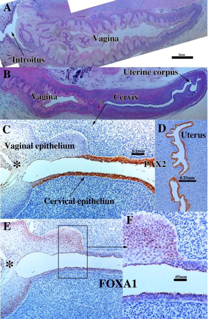 Figure 20