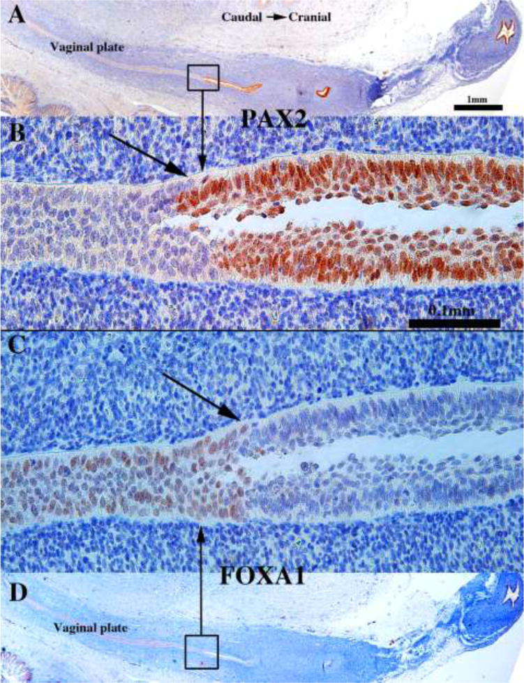 Figure 18