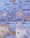Figure 21