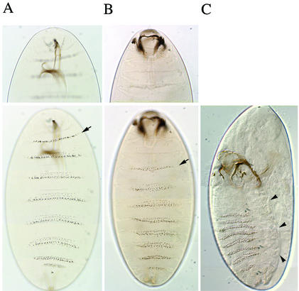 FIG. 2.