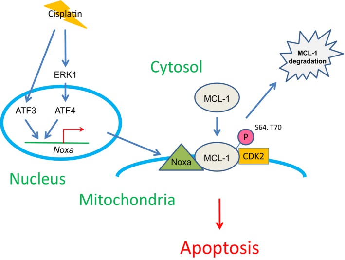 Figure 7