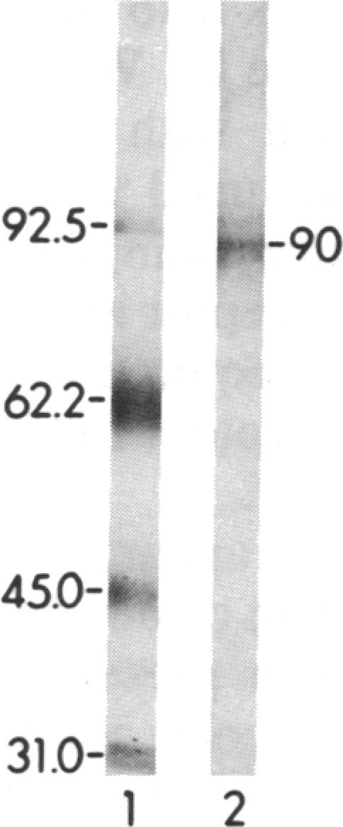 graphic file with name pnas00265-0270-a.jpg