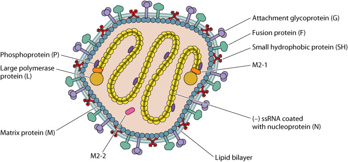 FIG 13