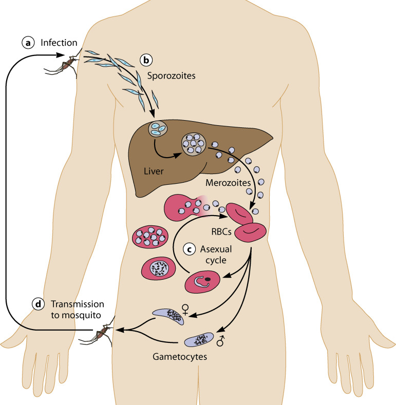 FIG 1