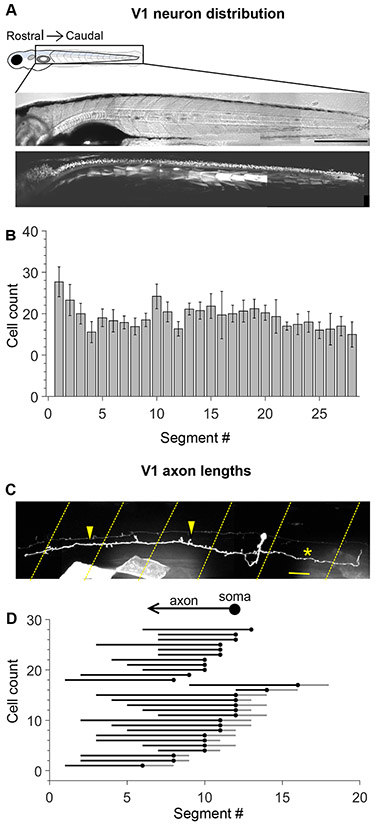 Figure 1: