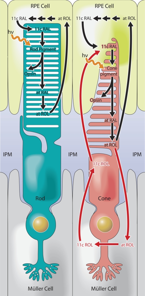 FIGURE 3.