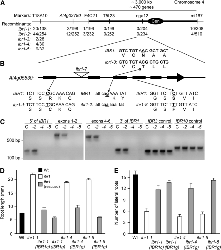 Figure 4.—