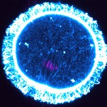 Mouse oocyte, showing the spindle undergoing translocation toward the cortex. Actin network - cyan, chromosomes - magenta.