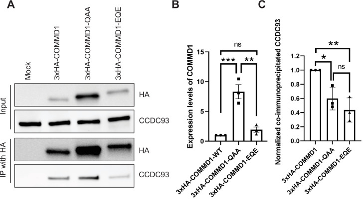 Figure 9—figure supplement 1.