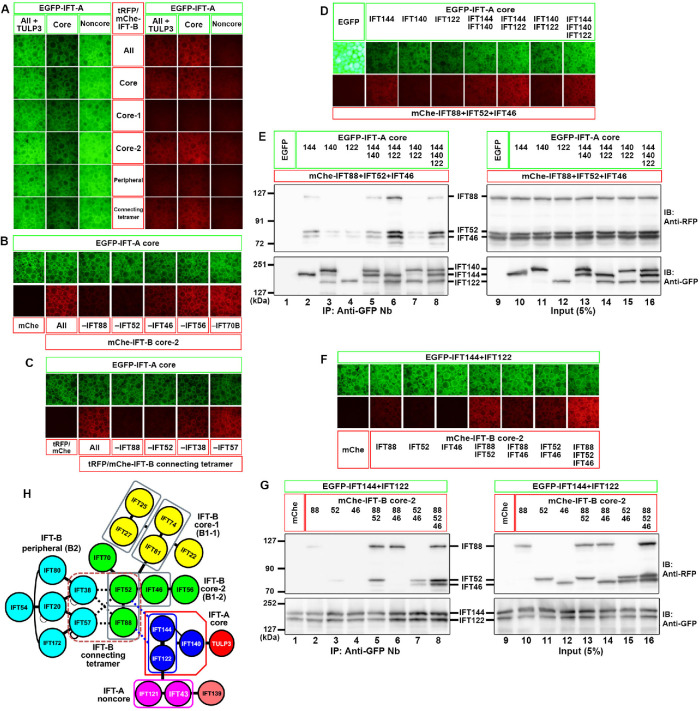 FIGURE 1: