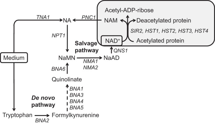 FIGURE 1.