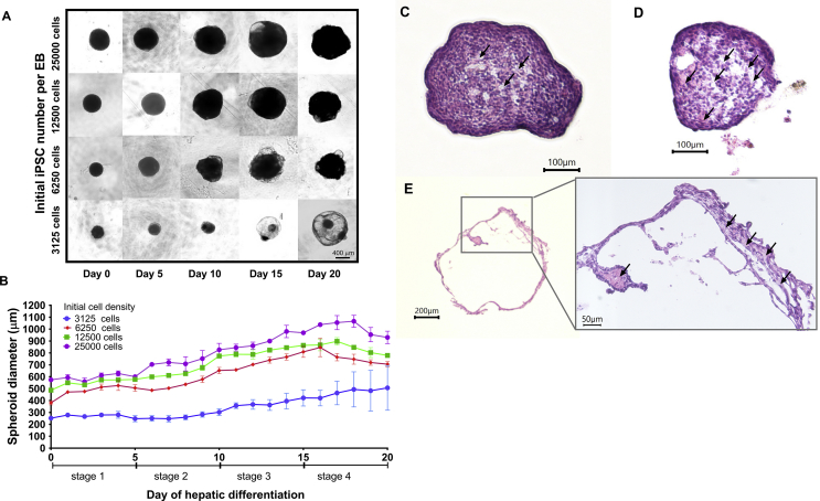 Figure 2