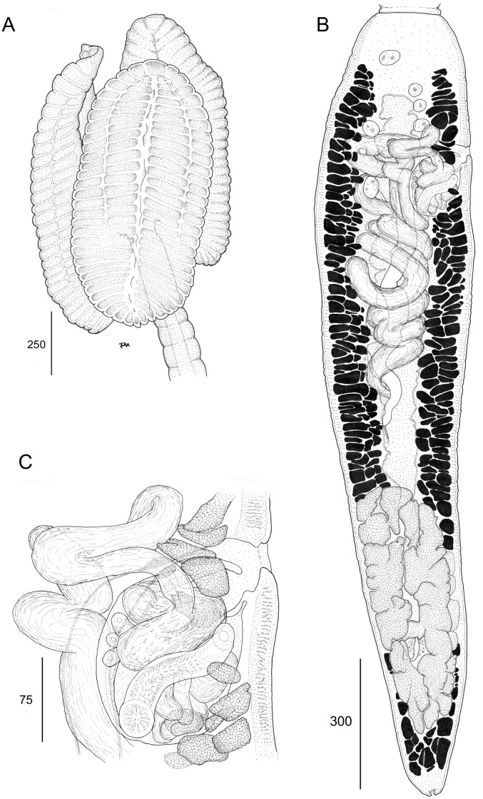 Fig 11